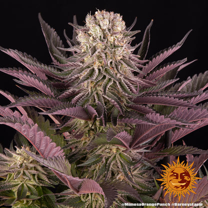 BARNEY'S FARM - MIMOSA X ORANGE PUNCH