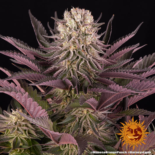 BARNEY'S FARM - MIMOSA X ORANGE PUNCH