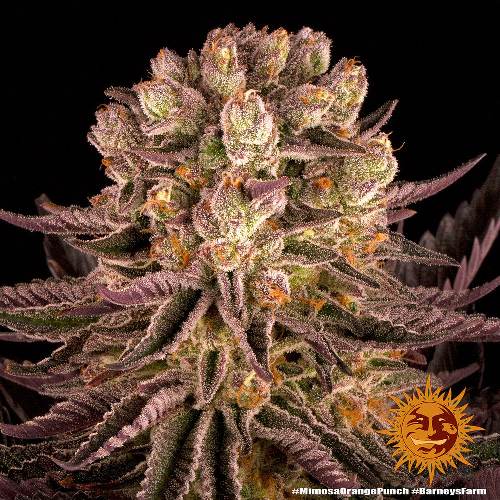 BARNEY'S FARM - MIMOSA X ORANGE PUNCH