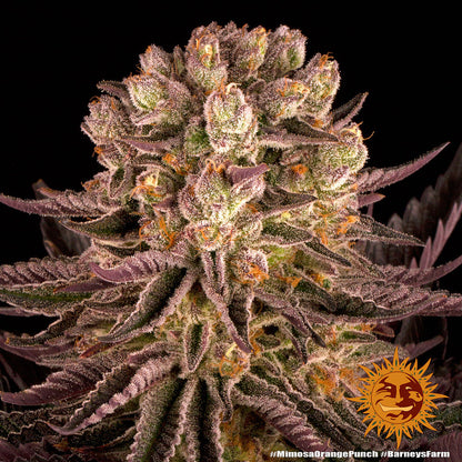 BARNEY'S FARM - MIMOSA X ORANGE PUNCH
