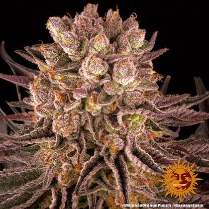 BARNEY'S FARM - MIMOSA X ORANGE PUNCH