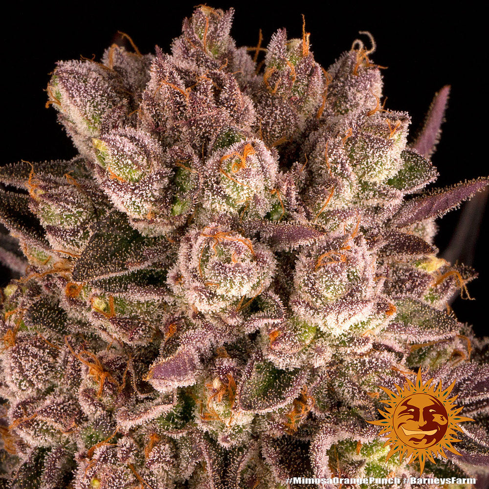BARNEY'S FARM - MIMOSA X ORANGE PUNCH