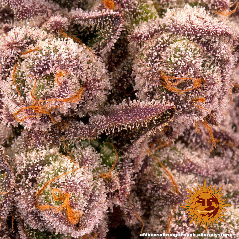 BARNEY'S FARM - MIMOSA X ORANGE PUNCH