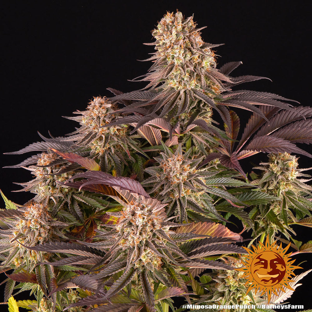 BARNEY'S FARM - MIMOSA X ORANGE PUNCH