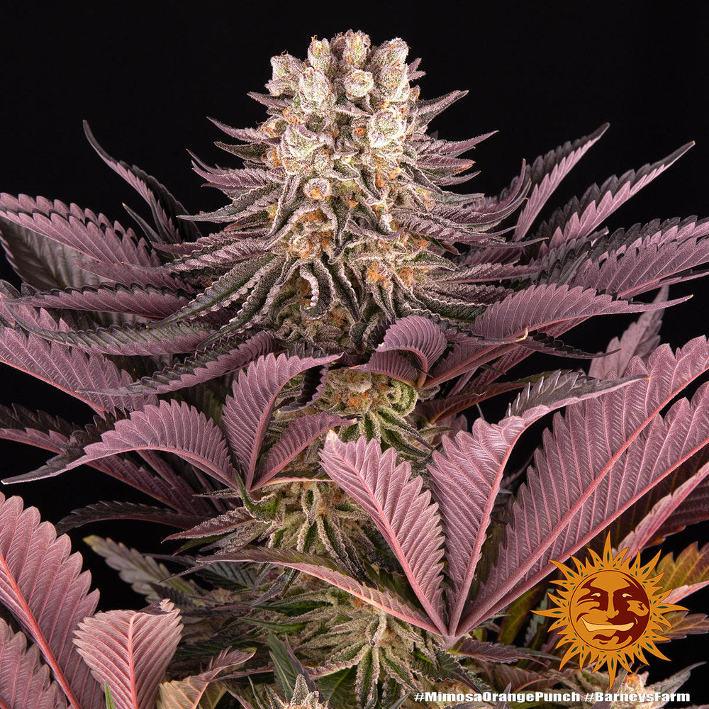 BARNEY'S FARM - MIMOSA X ORANGE PUNCH