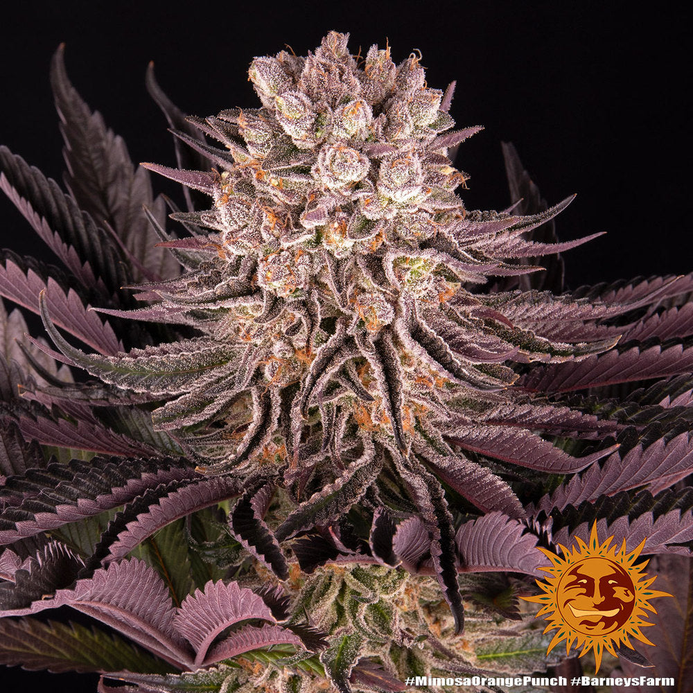 BARNEY'S FARM - MIMOSA X ORANGE PUNCH