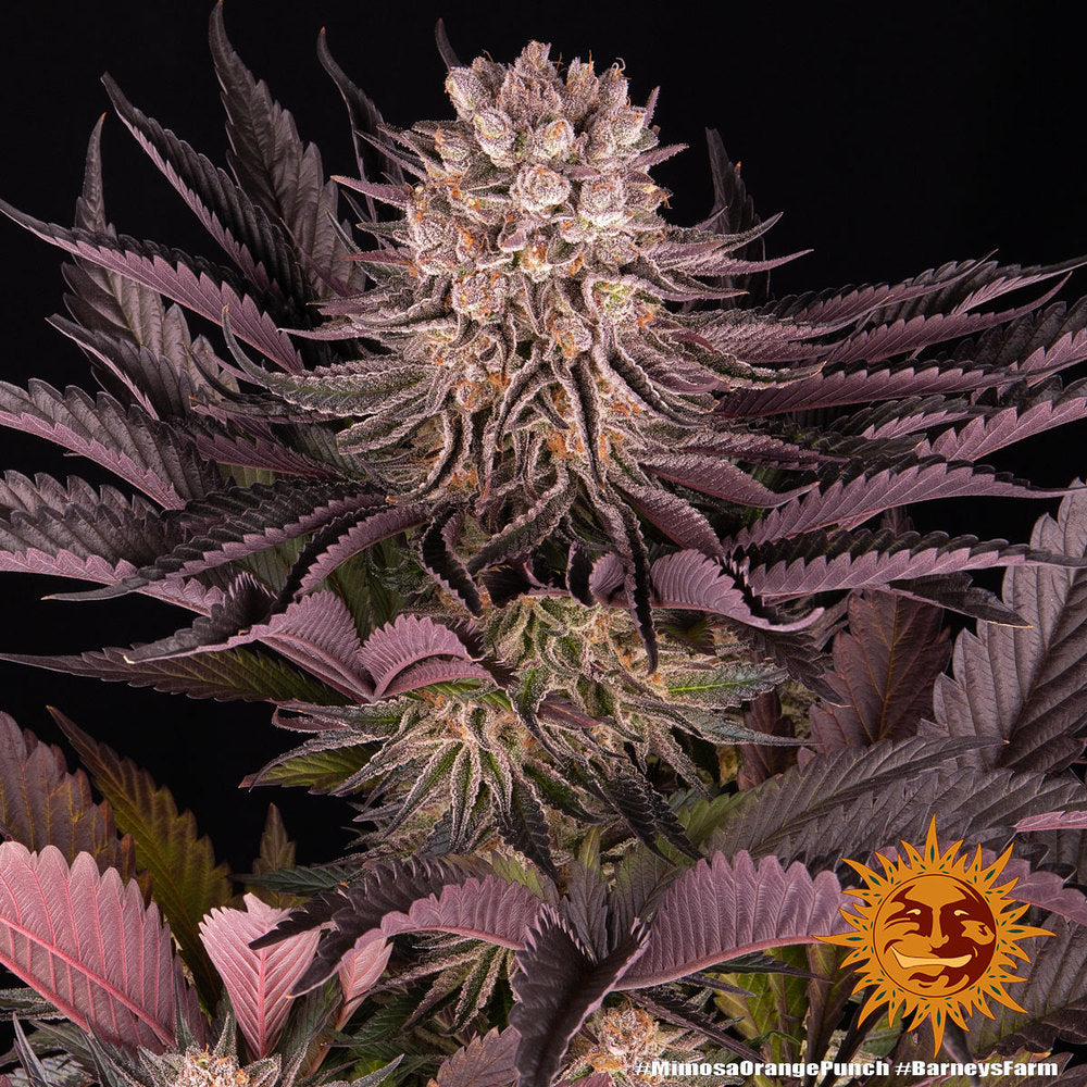 BARNEY'S FARM - MIMOSA X ORANGE PUNCH