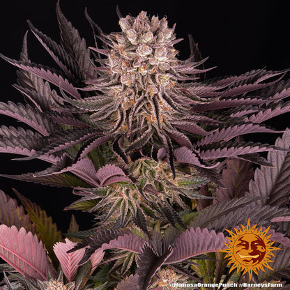 BARNEY'S FARM - MIMOSA X ORANGE PUNCH