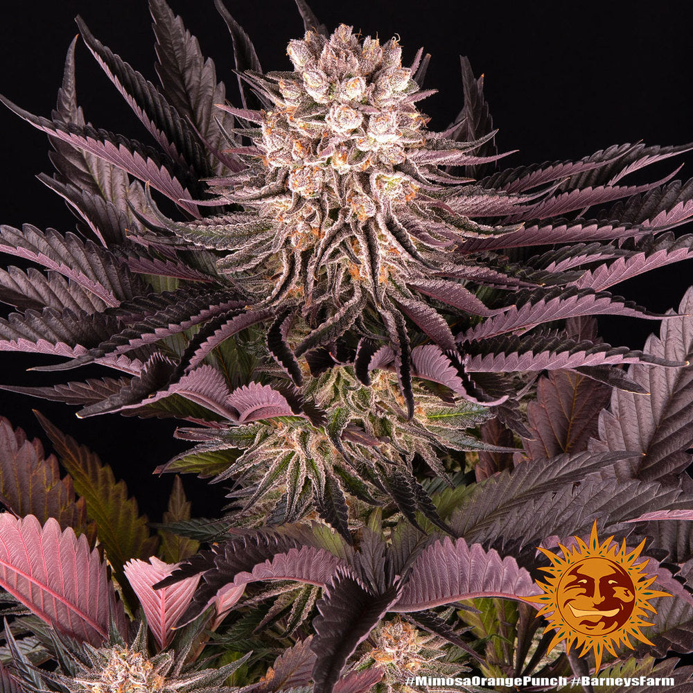 BARNEY'S FARM - MIMOSA X ORANGE PUNCH