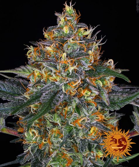 BARNEY'S FARM - MOBY DICK AUTO