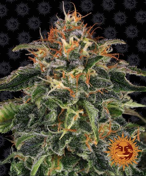 BARNEY'S FARM - MOBY DICK FEM