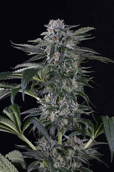 SILENT SEEDS - MOBY DICK AUTO