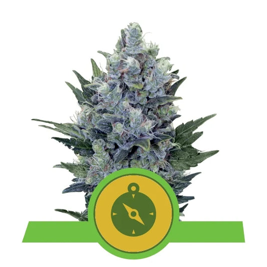 ROYAL QUEEN SEEDS - NORTHERN LIGHT AUTO