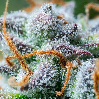 ROYAL QUEEN SEEDS - NORTHERN LIGHT AUTO