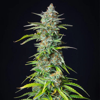 ROYAL QUEEN SEEDS - NORTHERN LIGHT AUTO