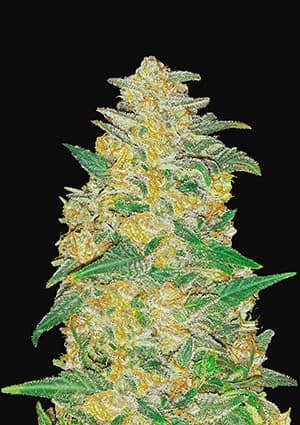 FAST BUDS - AK AUTO