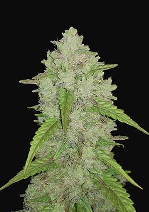 FAST BUDS - AMNESIA HAZE AUTO