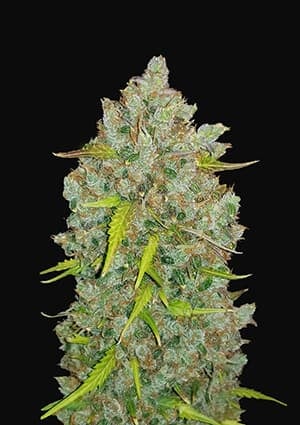 FAST BUDS - BUBBLE GUM AUTO
