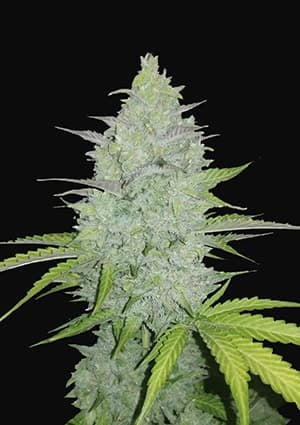 FAST BUDS - CHEESE AUTO