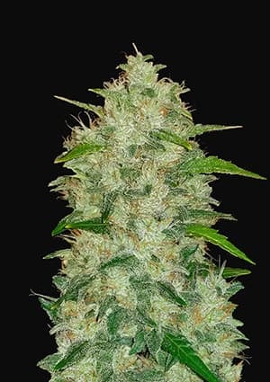 FAST BUDS - CHEMDAWG AUTO