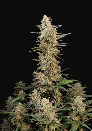 FAST BUDS - CRITICAL AUTO