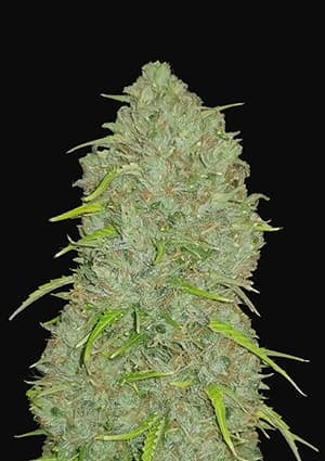 FAST BUDS - JACK HERER AUTO