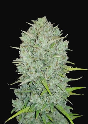 FAST BUDS - NORTHERN LIGHTS AUTO