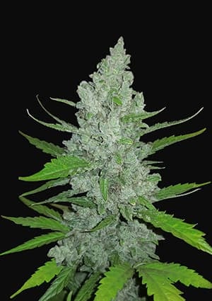FAST BUDS - SOUR DIESEL AUTO