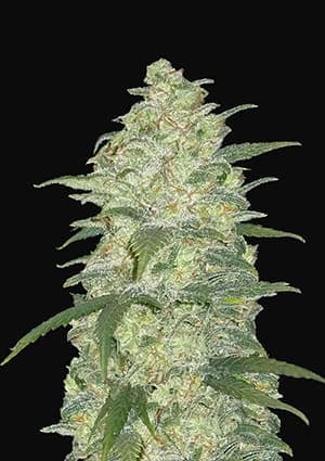 FAST BUDS - WHITE WIDOW AUTO