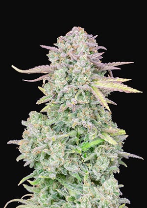 FAST BUDS - TRAINWRECK AUTO