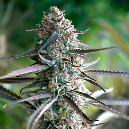 Humboldt Pineapple Chem  3 semi