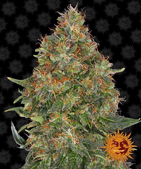 BARNEY'S FARM - PINEAPPLE EXPRESS AUTO
