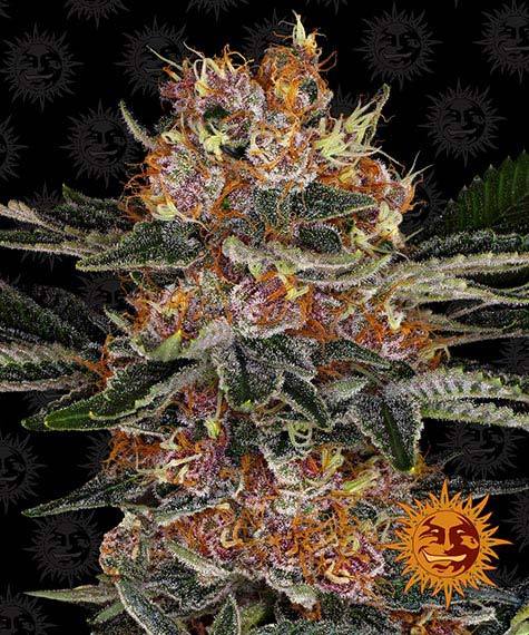 BARNEY'S FARM - PURPLE PUNCH AUTO
