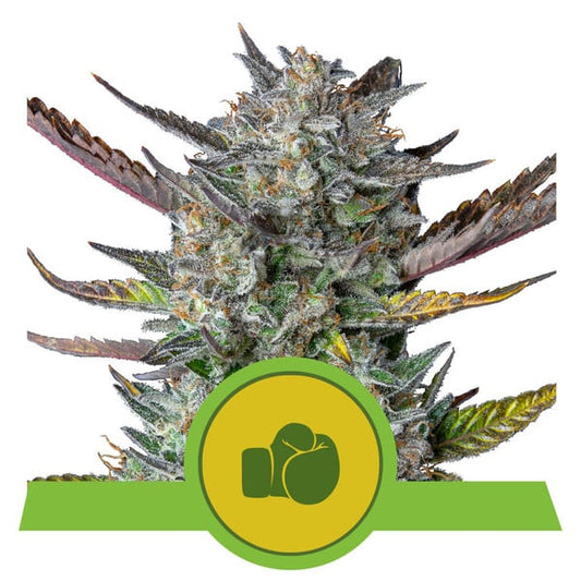 ROYAL QUEEN SEEDS - PURPLE PUNCH AUTO
