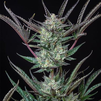 ROYAL QUEEN SEEDS - PURPLE PUNCH AUTO
