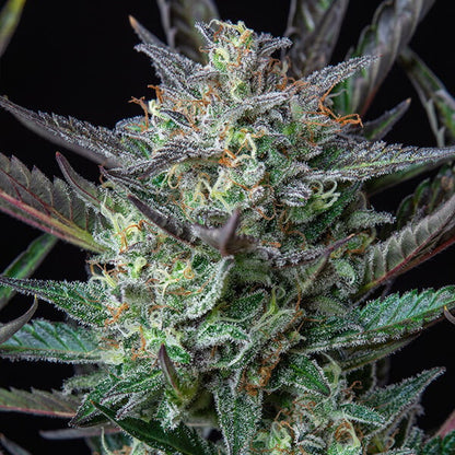 ROYAL QUEEN SEEDS - PURPLE PUNCH AUTO