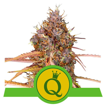 ROYAL QUEEN SEEDS - PURPLE QUEEN AUTO