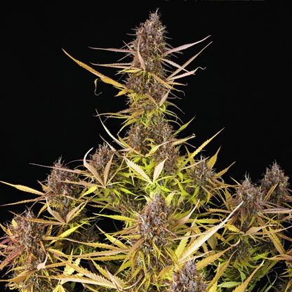 ROYAL QUEEN SEEDS - PURPLE QUEEN AUTO