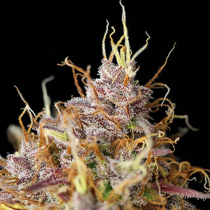 ROYAL QUEEN SEEDS - PURPLE QUEEN AUTO