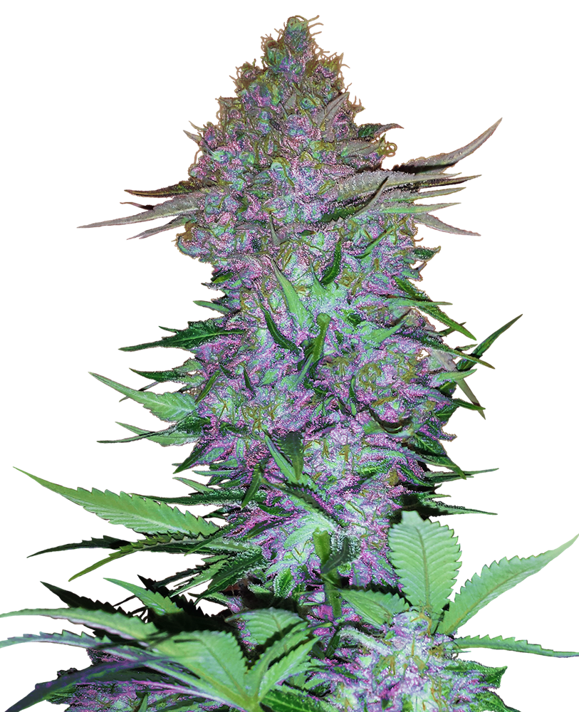 SENSI SEEDS - PURPLE SKUNK AUTO - RESEARCH