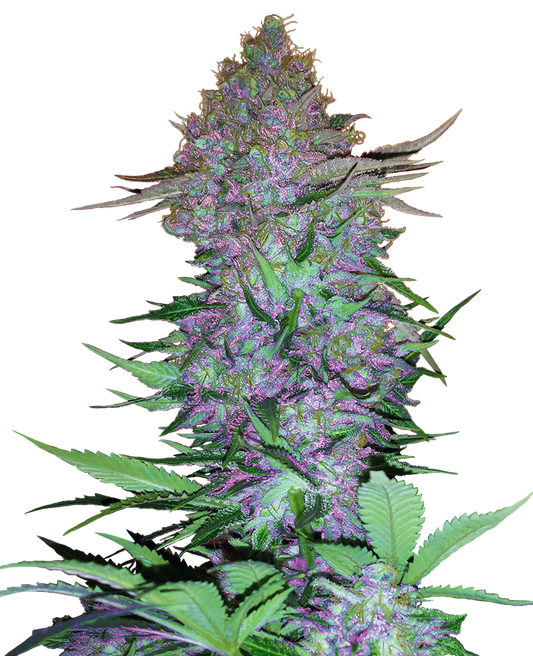 SENSI SEEDS - PURPLE SKUNK AUTO - RESEARCH