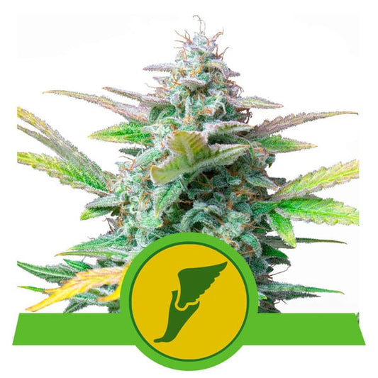ROYAL QUEEN SEEDS - QUICK ONE AUTO
