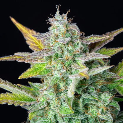 ROYAL QUEEN SEEDS - QUICK ONE AUTO