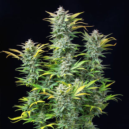 ROYAL QUEEN SEEDS - QUICK ONE AUTO