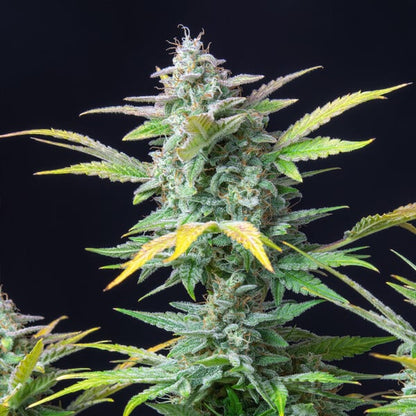 ROYAL QUEEN SEEDS - QUICK ONE AUTO
