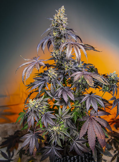 SWEET SEEDS - RED GORILLA XL AUTO - THE RED FAMILY