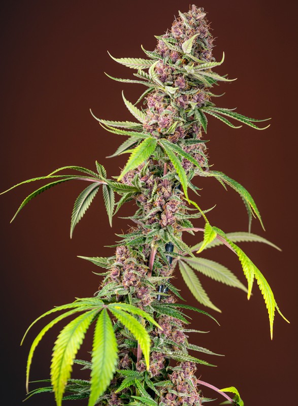 SWEET SEEDS - RED MANDARINE F1 FAST VERSION