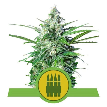 ROYAL QUEEN SEEDS - ROYAL AK AUTO