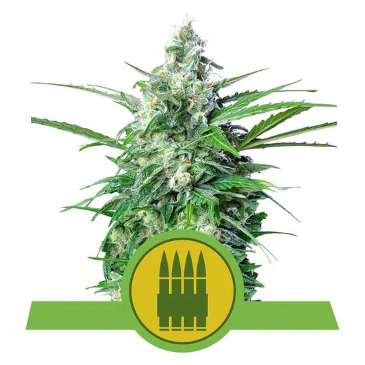 ROYAL QUEEN SEEDS - ROYAL AK AUTO