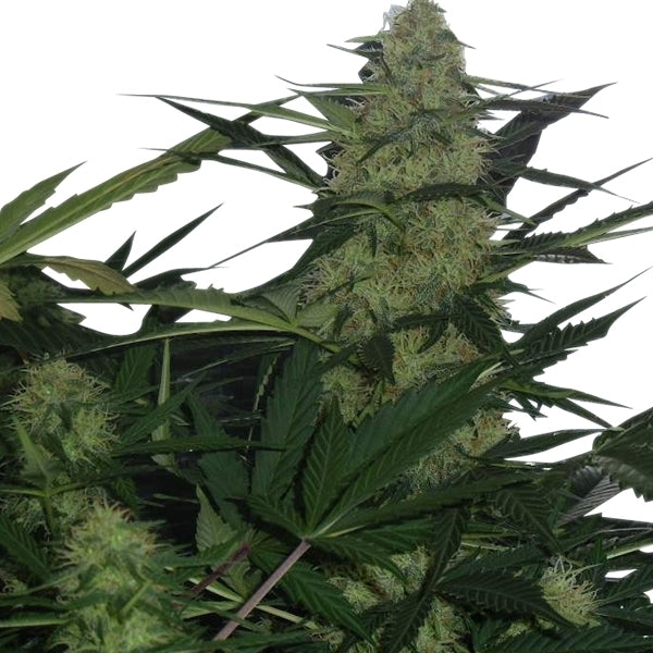 ROYAL QUEEN SEEDS - ROYAL AK AUTO